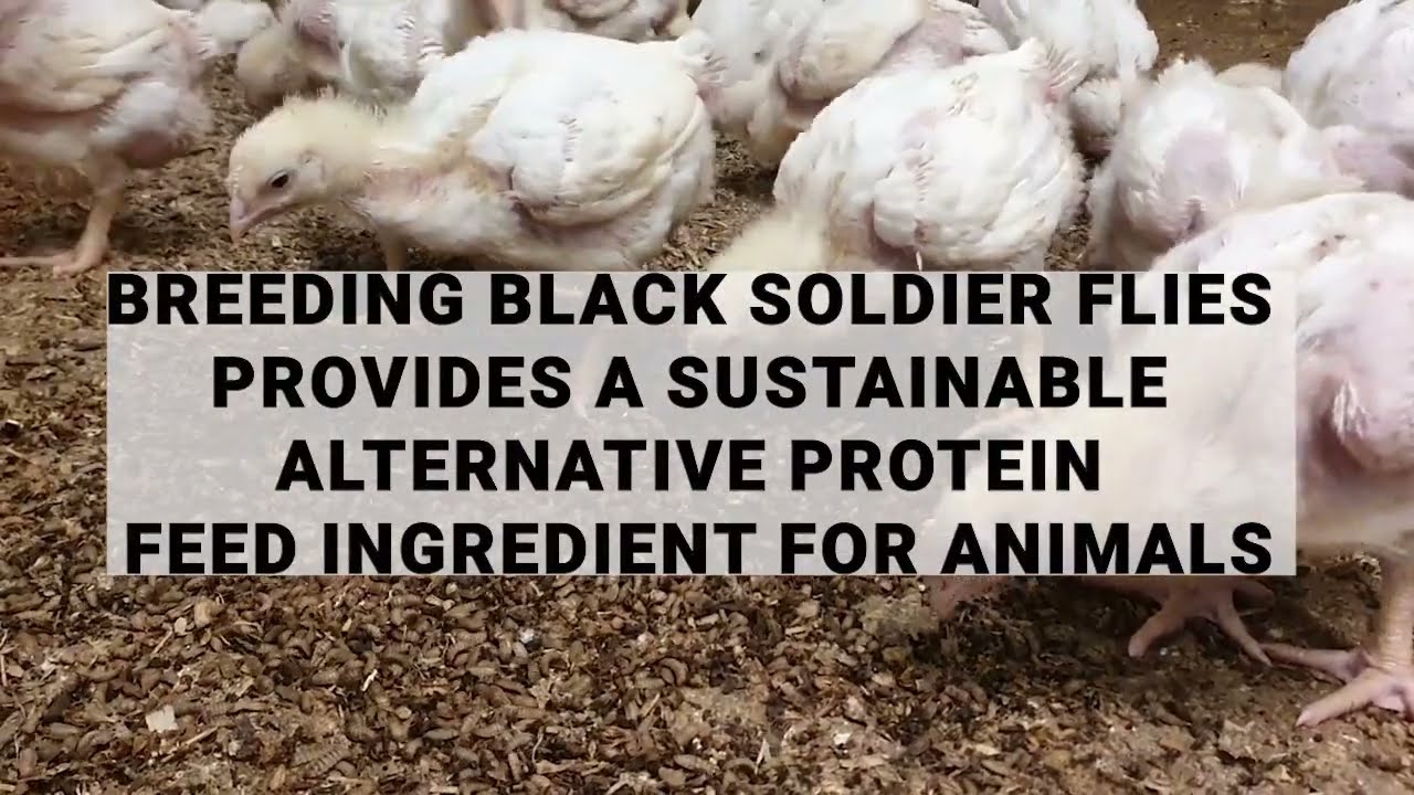Black Soldier Fly Egg Production Centre in the UK - Introducing The Multiplier from Beta Bugs 🤝🦗🦟