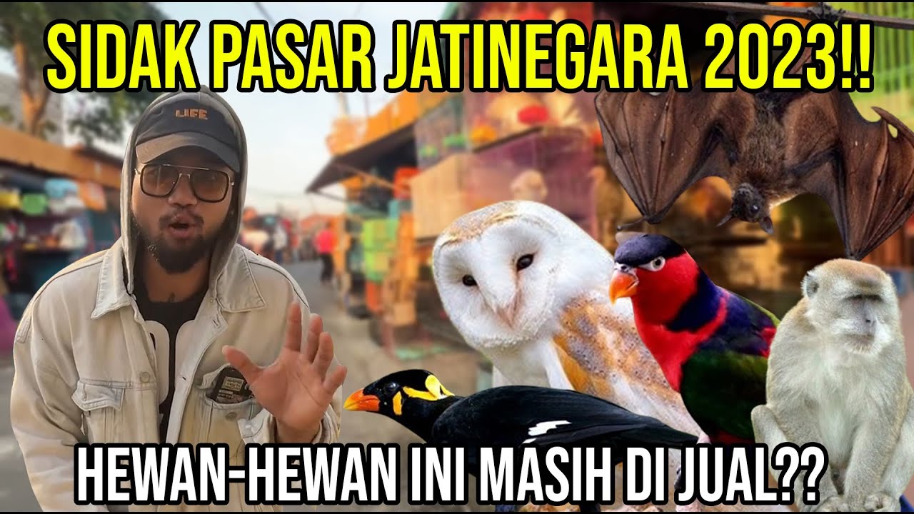 SIDAK PASAR JATINEGARA 2023!! HEWAN-HEWAN INI MASIH DI JUAL??#AudreyA #KINGOFTHEJUNGLE