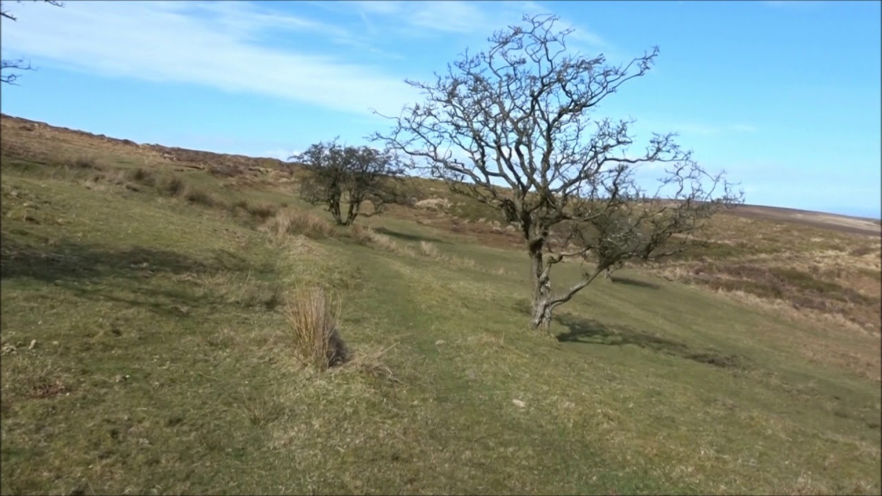 Edited, Holford Glen Visit, PART V, 'Up High Near Bicknoller Post' by Sheila, March 25th 2018