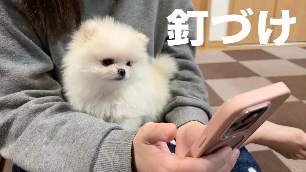 初めてスマホを見た時のポメラニアンの仕草が可愛すぎた