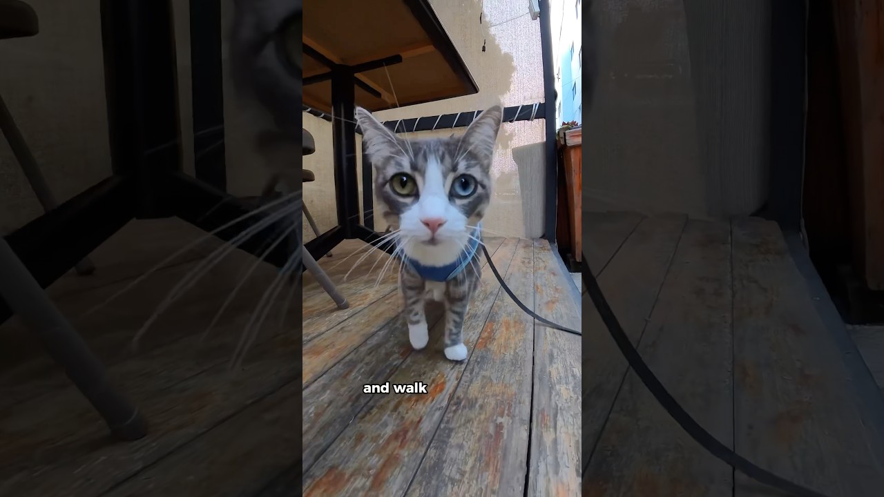 Приучить кошку к поводку &mdash; это ЛЕГКО 🐱 #catshorts #catlover #catlife