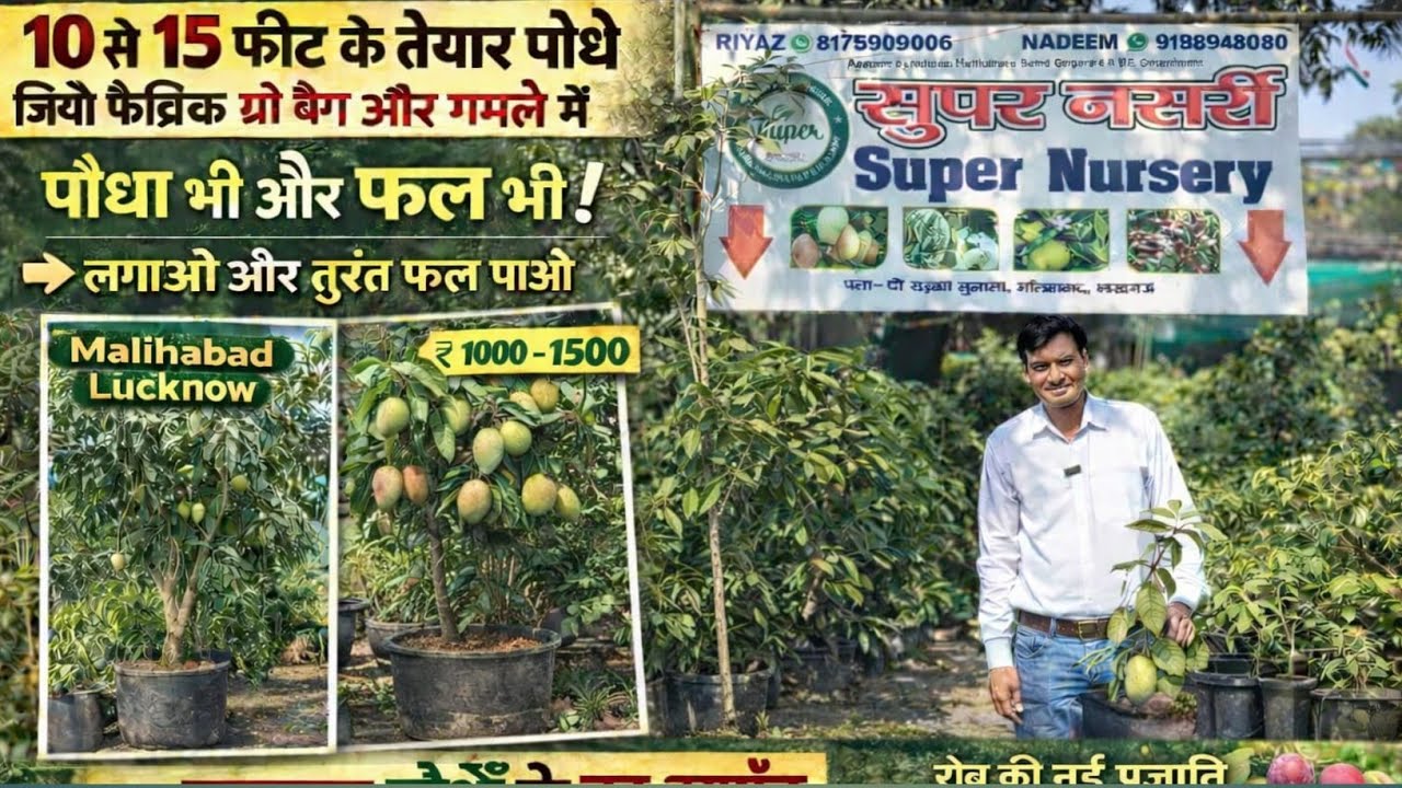 यह नर्सरी देखकर बहुत अच्छा लगा बहुत खूबसूरत जिओ फैब्रिक ग्रो बैग में बड़े-बड़े प्लांट.