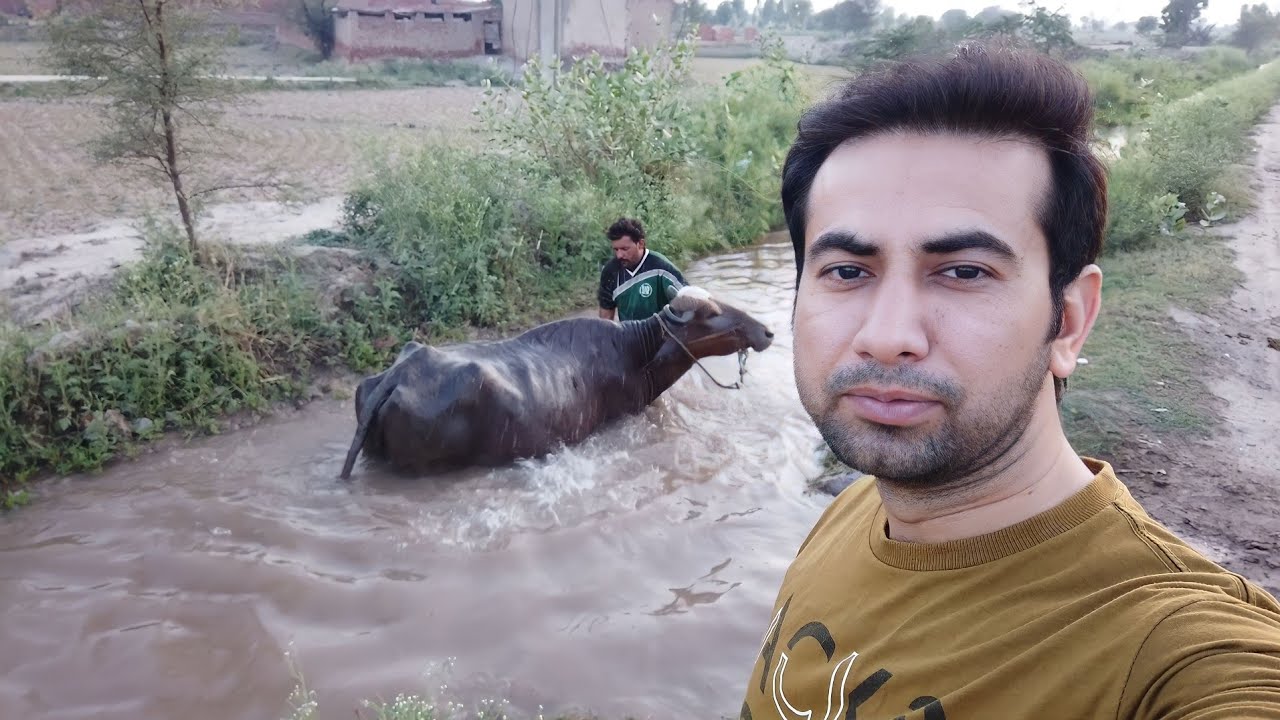 Bhains ko nehar main nehlaya 🐃🚿