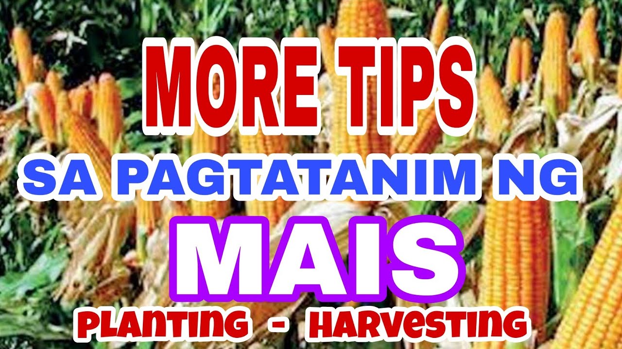 MORE TIPS SA PAGTATANIM NG MAIS GUIDE 100% GUARANTED (MORE TIPS IN CORN PRODUCTION GUIDE)