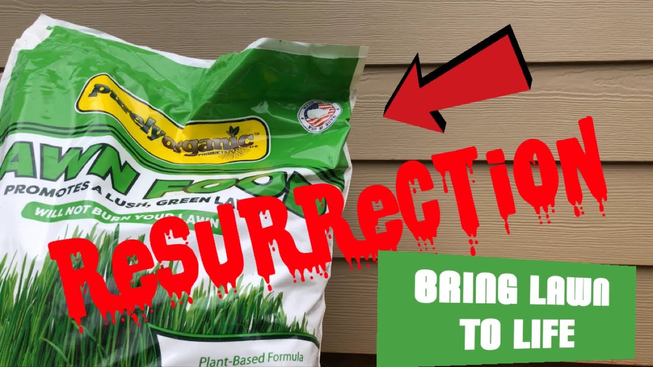 The Resurrection of your Bermuda Lawn plus Purely Organic Lawn food, Bring Lawn to Life
