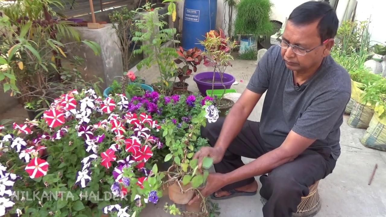 Tips for Petunia plants/পিটুনিয়া গাছের পরিচর্যা (With English Subtitle)