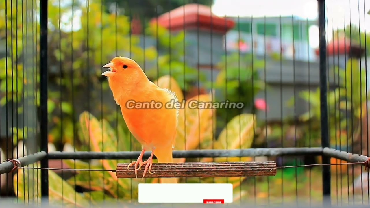 Canto del Canarino Forte e Naturale per Allenamento, Richiamo e Relax 35