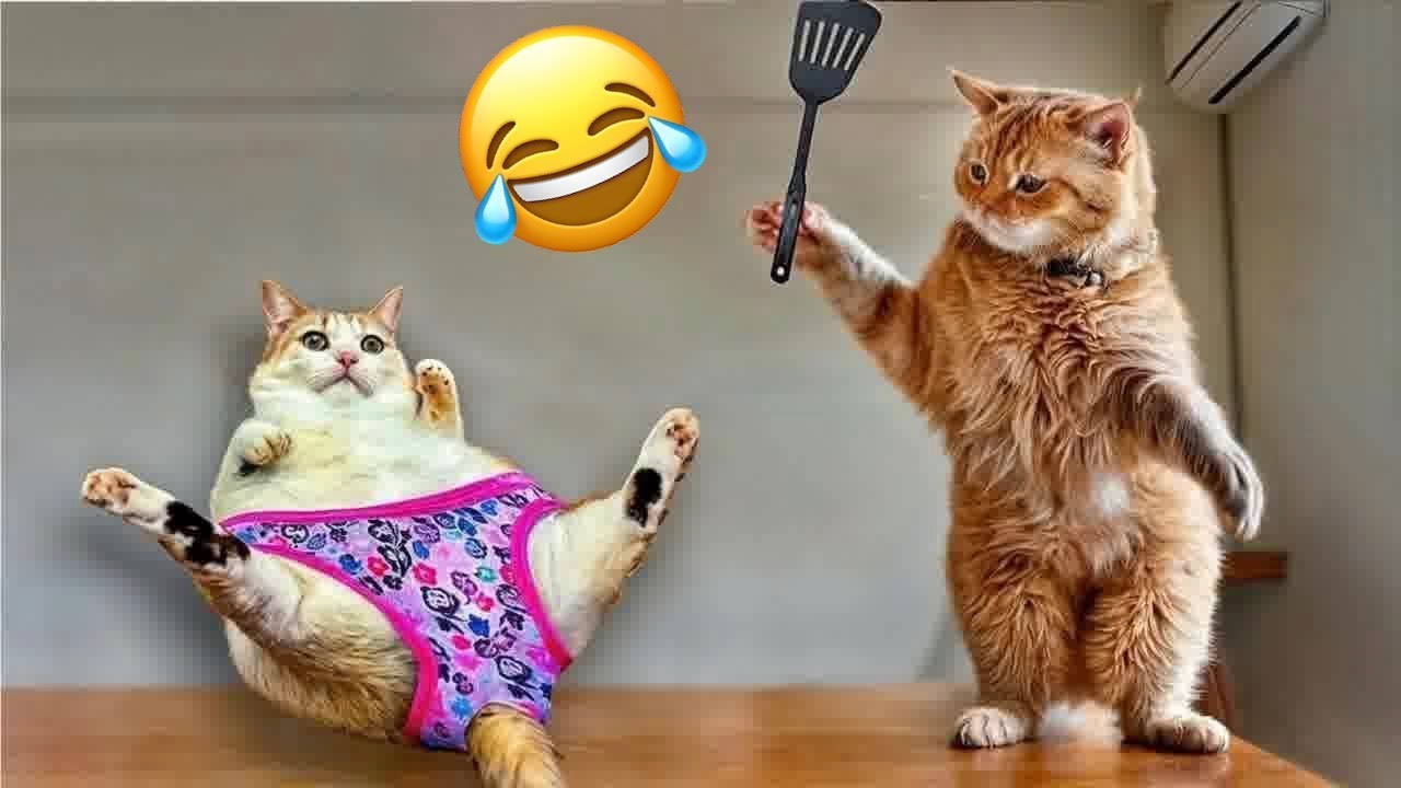 😹 You Laugh You Lose | The Funniest Cat Videos Ever