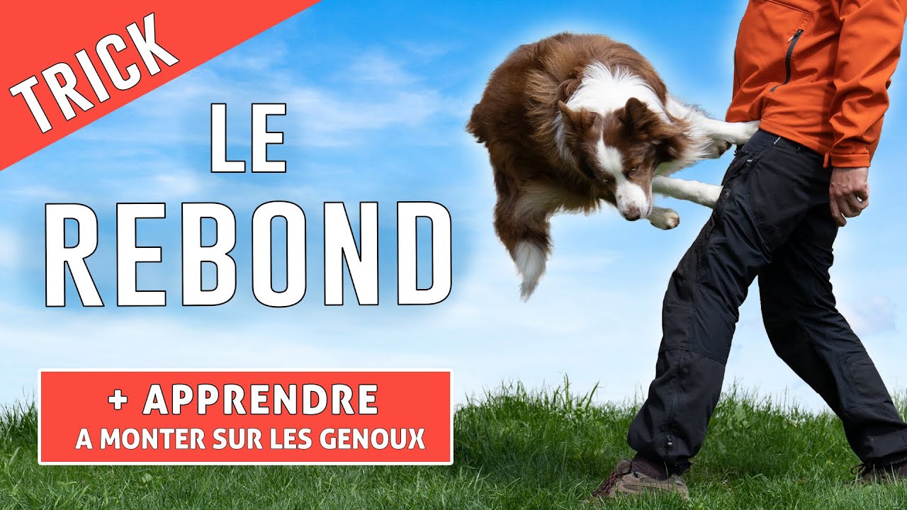 COMMENT FAIRE SAUTER SON CHIEN