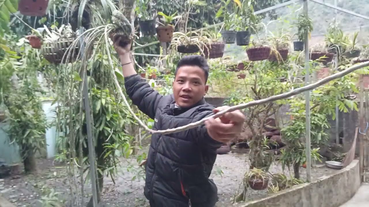 Ngày 8/1/2026 a thái bán nhiều loại lan thuần đẹp rẻ Zalo 0822681162@TháiLanRừng25LC 