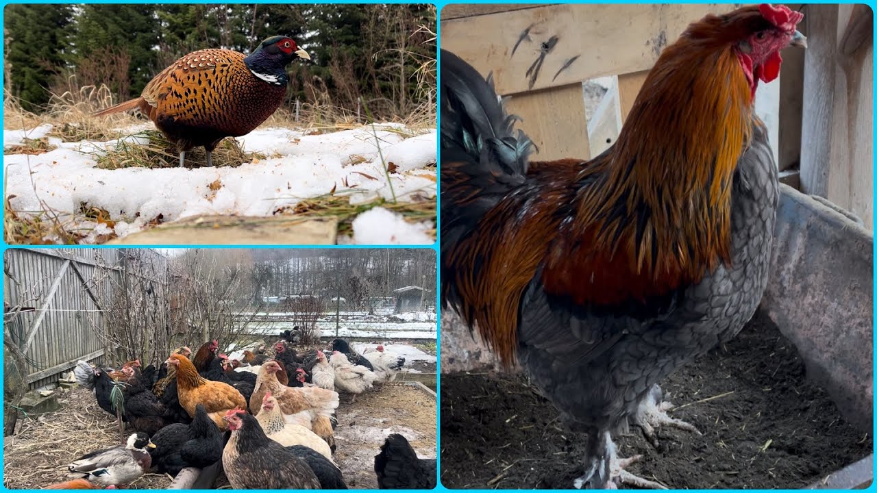 Даже зимой красотища на даче 🥹 #shortvideo #дача #nature #куры #гуси #природа #фазан #выпечка #еда 
