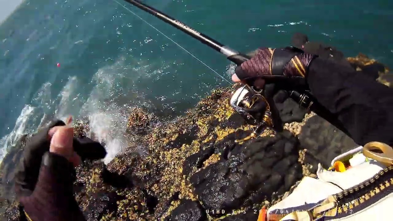 澎湖釣遊鎖港+灰坪  #磯釣#水針#臭肚#fishing