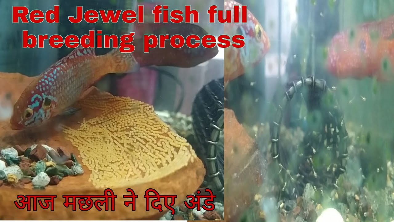 Red jewel fish full breeding process. आज मछली ने दिए अण्डे।