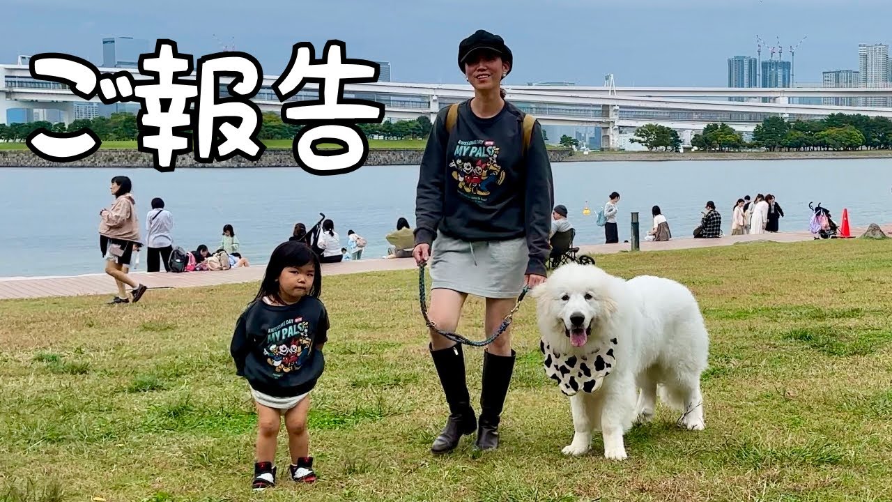 【お知らせ】この度、シュシュ家は別居することになりました｜グレートピレニーズ&オールドイングリッシュシープドッグ&トイプードル