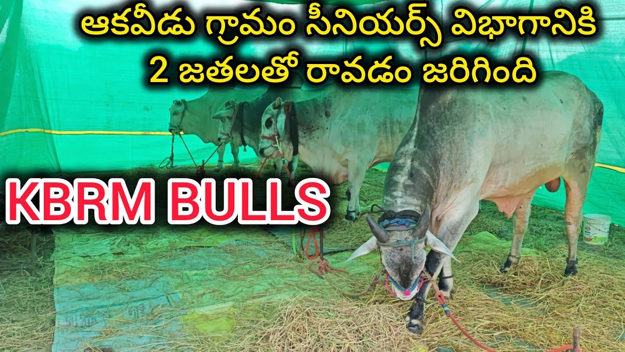💥 మార్కాపురం జిల్లా ఆకవీడు గ్రామానికి సీనియర్స్ విభాగానికి KBRM BULLS వారు 2జతలతో రావడం జరిగింది 