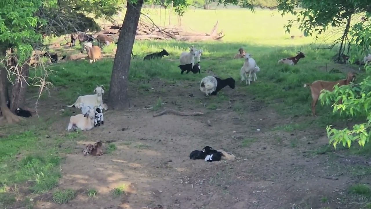 Kidding & Lambing Season, The Good, Bad and the Ugly