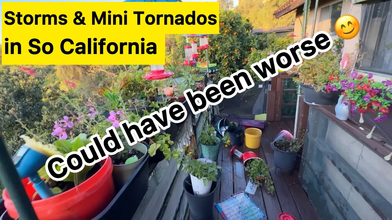 Storms Hit Southern California Mini Tornado Vortex In Garden Removes all Palm Leaves w/ Light Damage