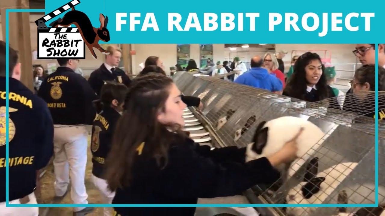 Проект FFA Rabbit