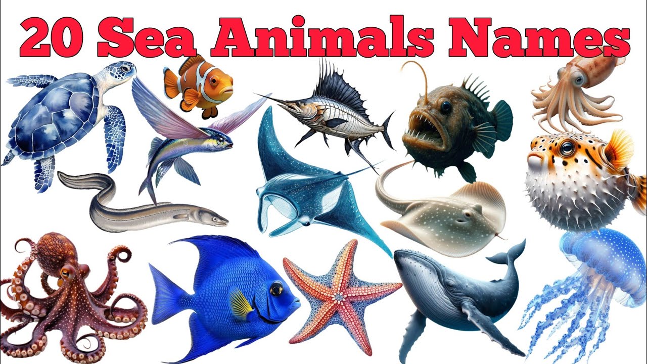 Learn 20 Sea Animals Names In English & Hindi With Fun Facts | Fun Learning For Pre-school Children