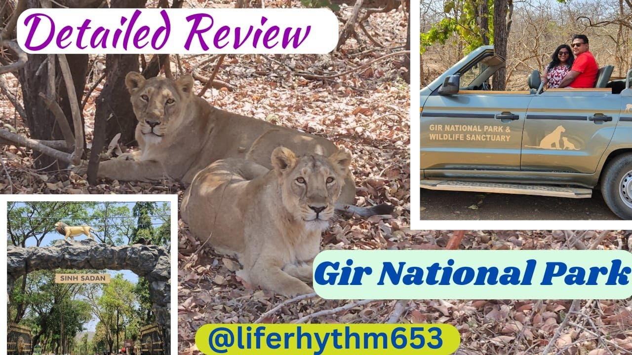 Gir National Park| Safari Booking Details | #gujarat #junglesafari #tourism #lionsafari #gir #lion