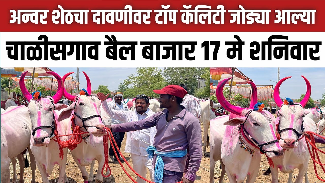 अन्वर शेठचा दावणीला आल्या टॉप कॅलिटी जोड्या 😍 17 मे शनिवार | Chalisgaon bail bazar