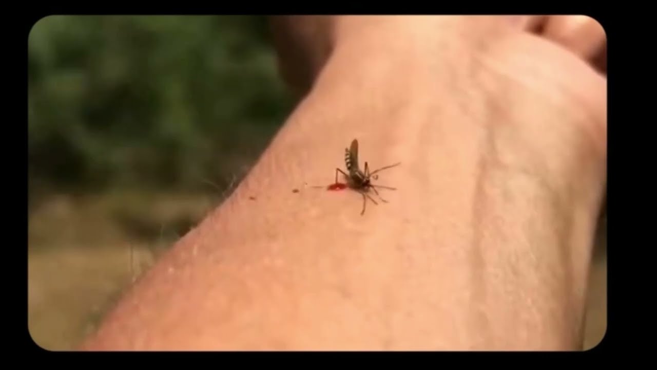 Pop Up Mosquito 🦟 With Flex 💪 