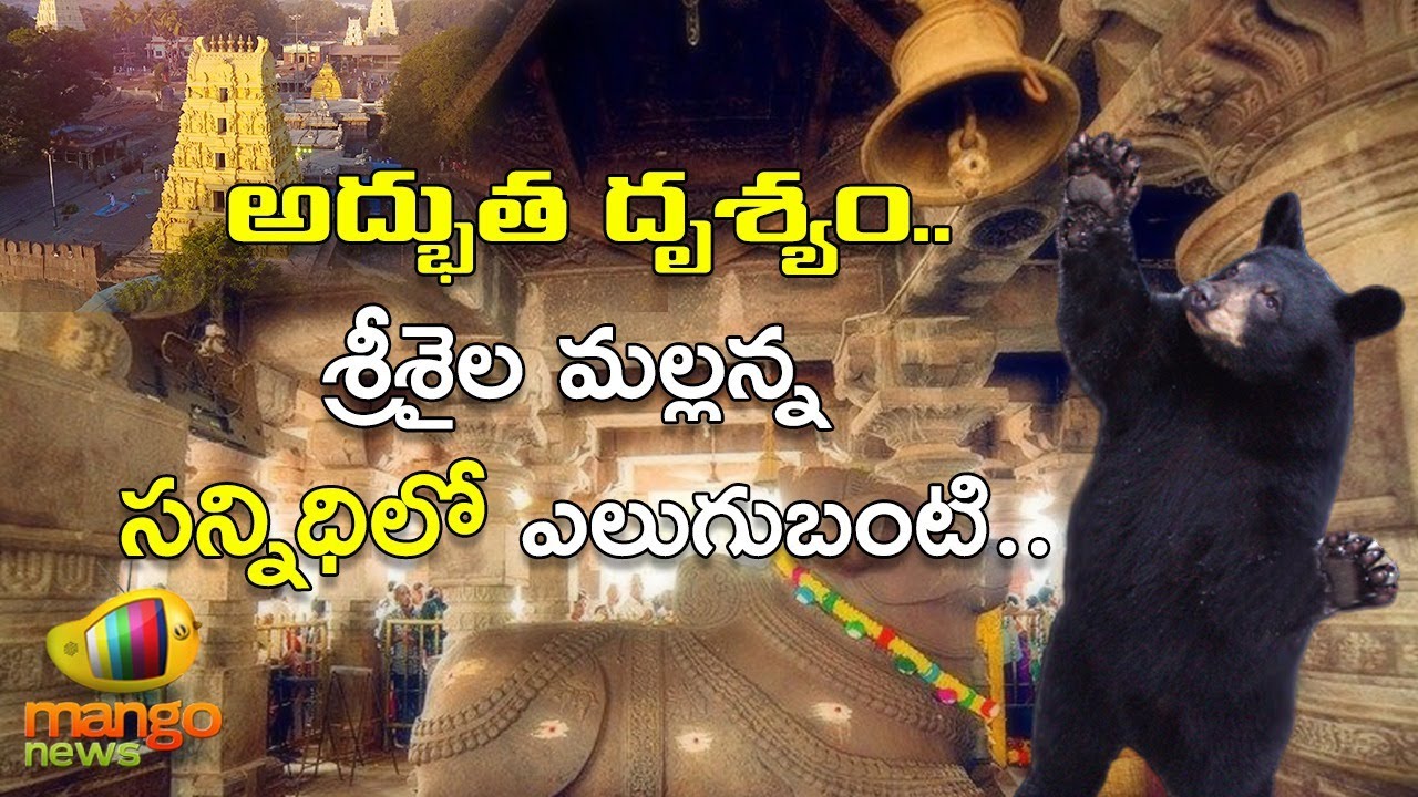 శ్రీశైల మల్లన్న సన్నిధిలో ఎలుగుబంటి | Bear HulChul At Srisailam Temple | Mango News