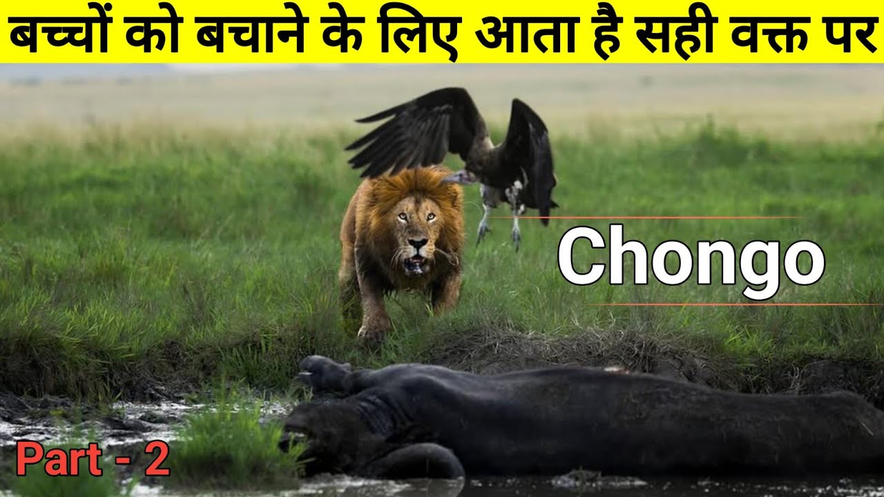 Hero कि तरह Entry करता है बच्चों को बचाने के लिए || The True Story Of Chongo Lion ||