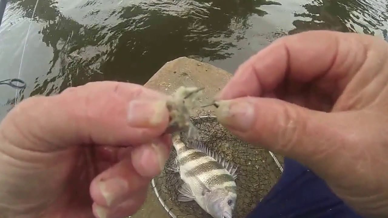 Six Sheepshead on 1/2 of one oyster! Using Sheepshead Bait Bags