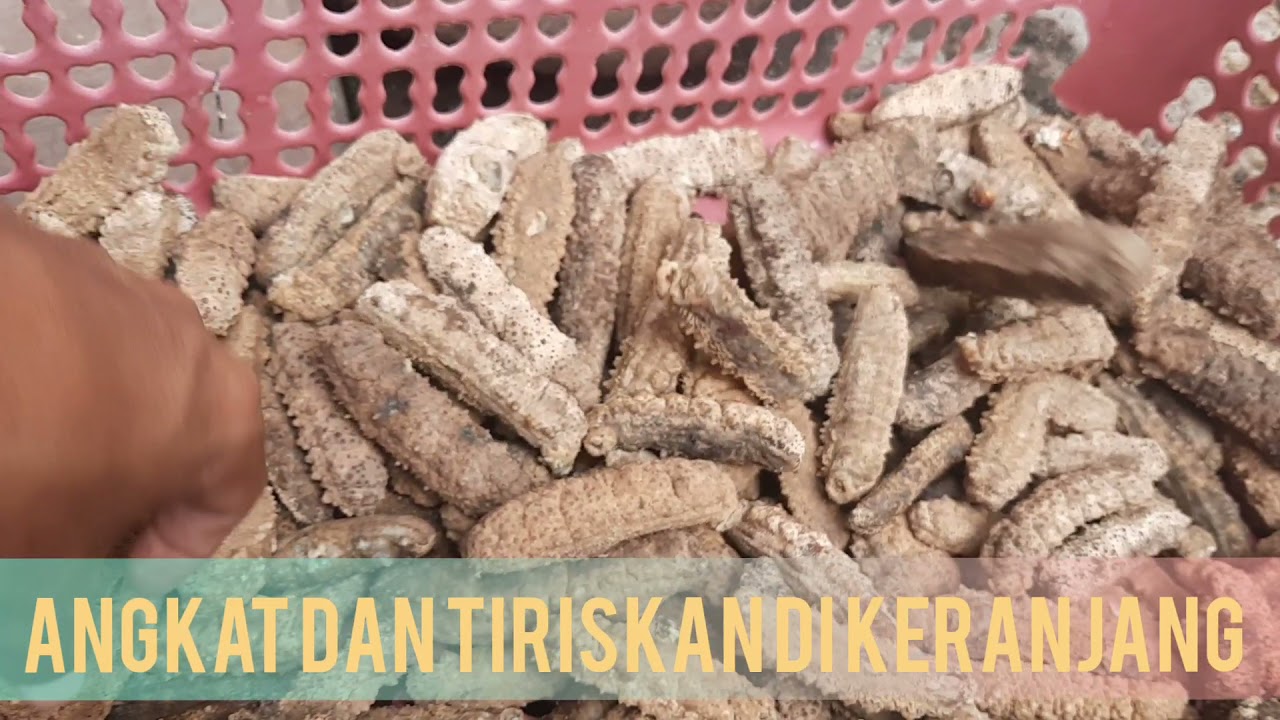 Teknik dan Proses Teripang Gamat Premium