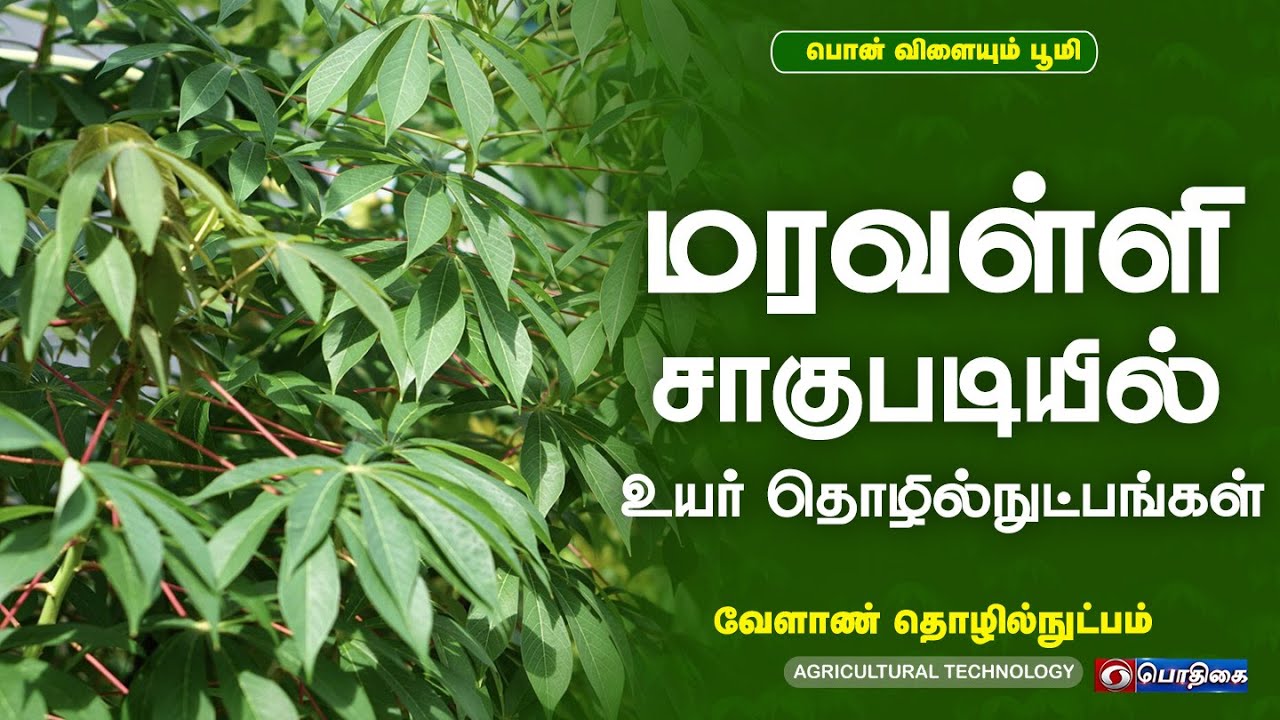மரவள்ளி சாகுபடியில் உயர் தொழில்நுட்பங்கள் | 04 - 07 - 2022