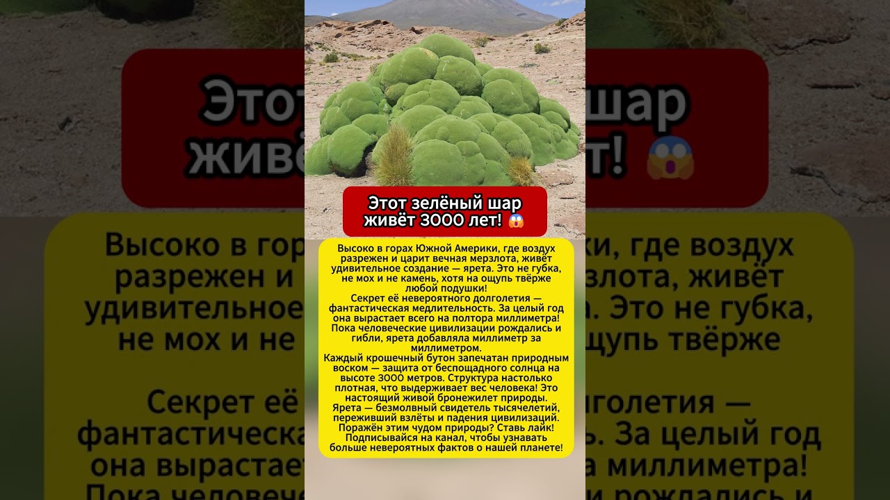 По нему ходят люди! А ему 3 тысячелетия 😱 #ярета #природа #анды #долгожитель #факты