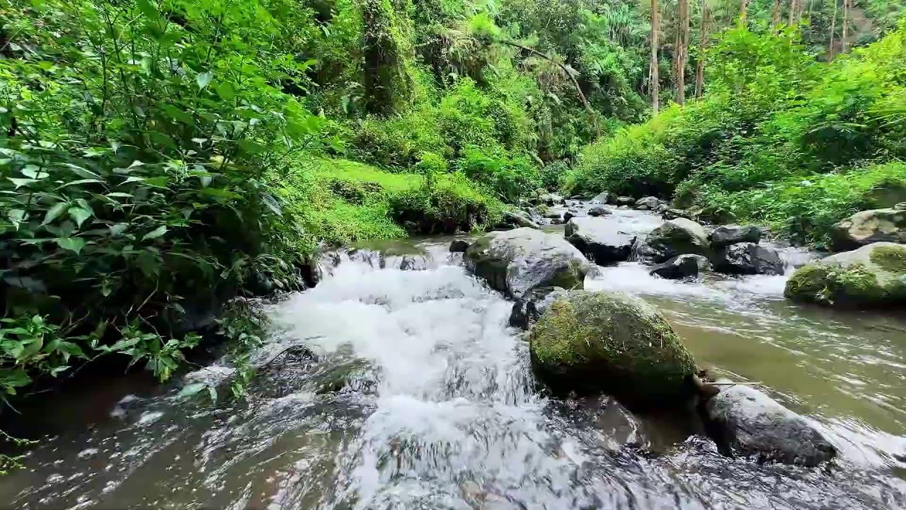 Let the night comfort you with river ambience in a calm forest to help you fall asleep peacefully
