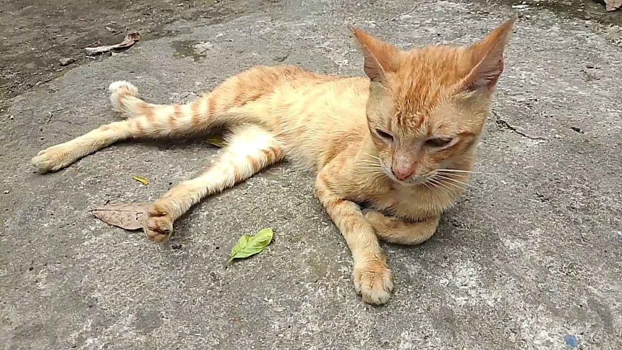 Cat lying on the ground