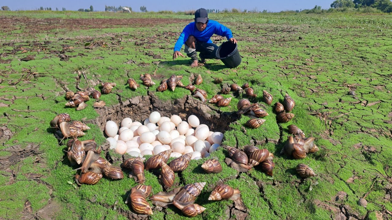A man or a snail can lay eggs and catch many snails on the grass in one place.