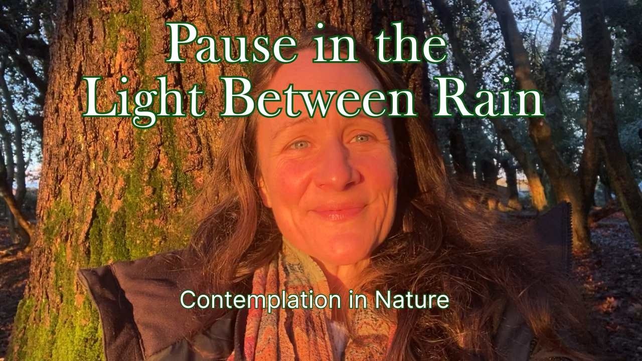 Heart Centered Pause in the Light Between Rain | Forest Contemplation