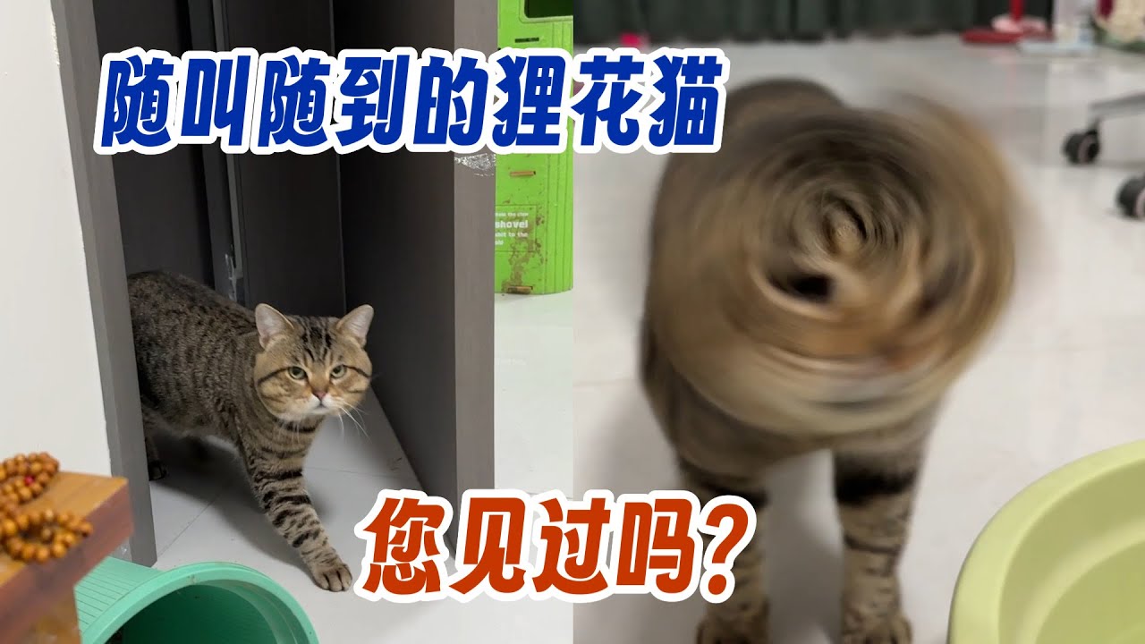 随叫随到的狸花猫小七！具体什么表现？甩头甩出了螺旋桨的感觉！
