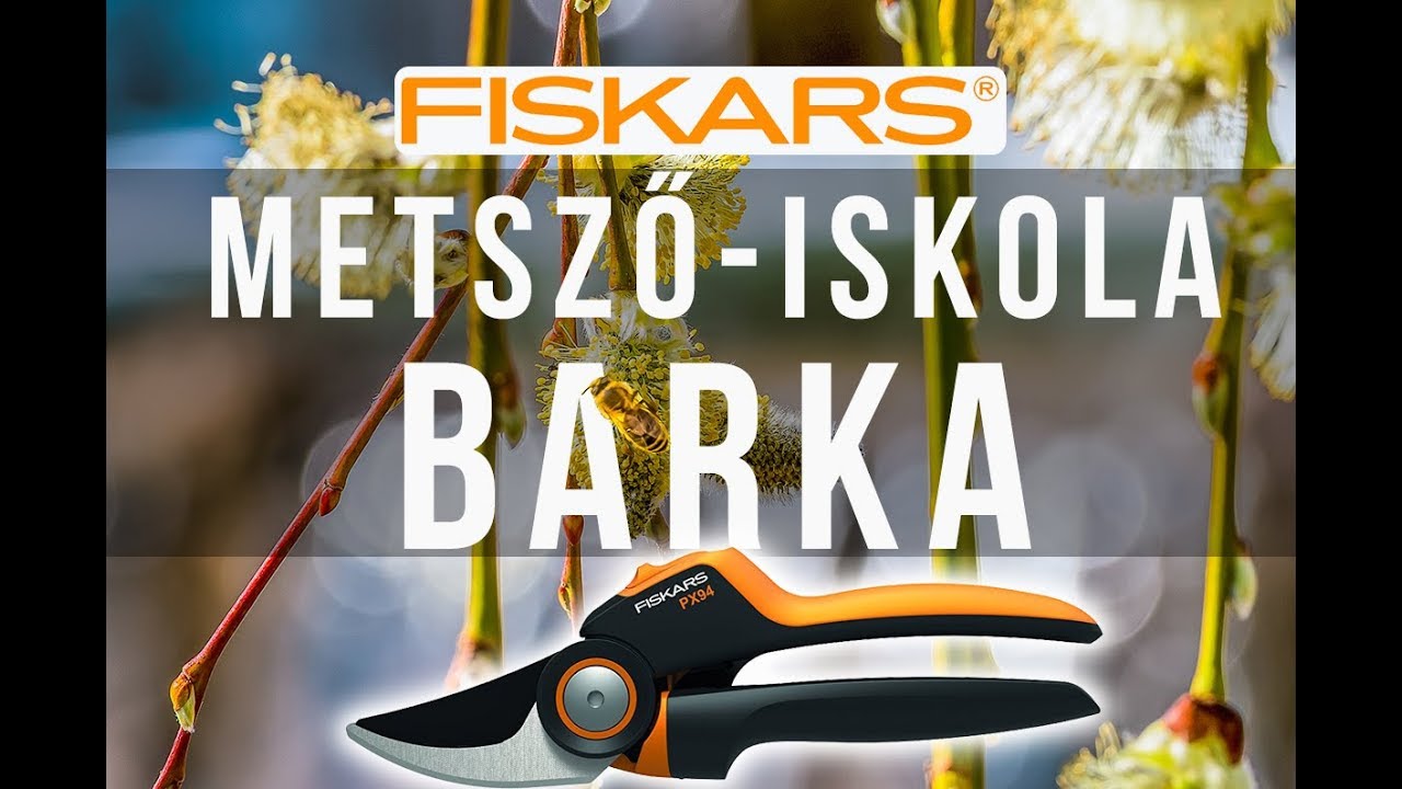 Hogyan kell metszeni a barkafűzt? - Fiskars metsző-iskola