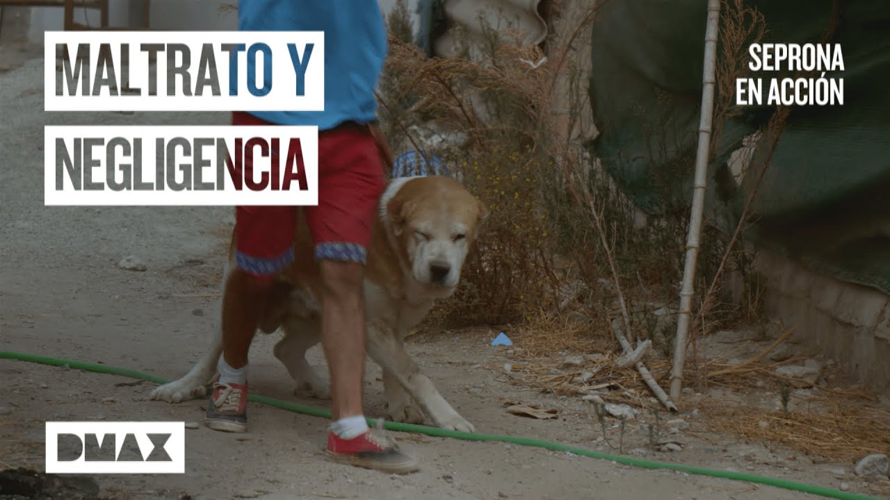 Venta ilegal de animales: la realidad tras el negocio| Seprona en acción