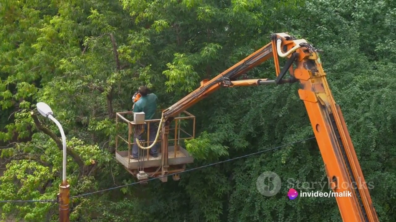 Tree Service in Eau Claire, WI | Best Tree Removal Company Eau Claire