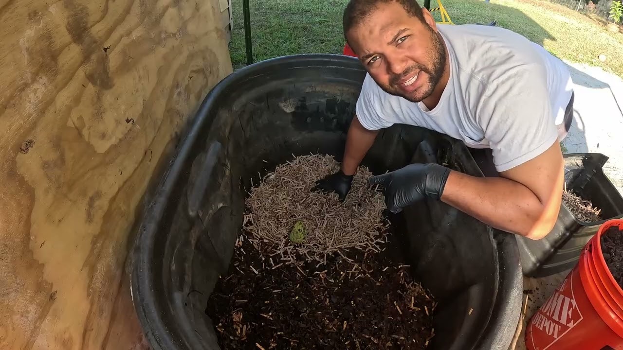 Worm Casting Harvest and Feeding 2!