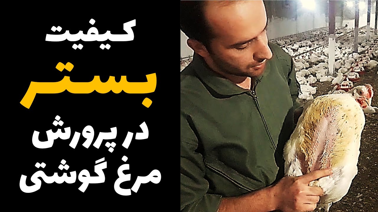 کیفیت بستر در پرورش متراکم مرغ گوشتی