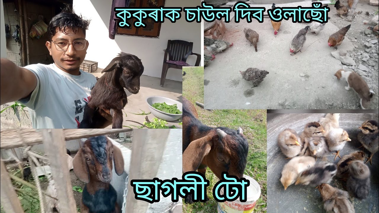 কুকুৰাক চাউল দিব ওলাছোঁ // Chicken farming in Assam #hirak111 #goatfarming #goat #chikenfarming #08