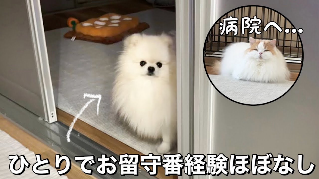 大好きな猫が病院へ行ってしまい、ひとり待ち続けていた犬の行動に胸が締め付けられました...!