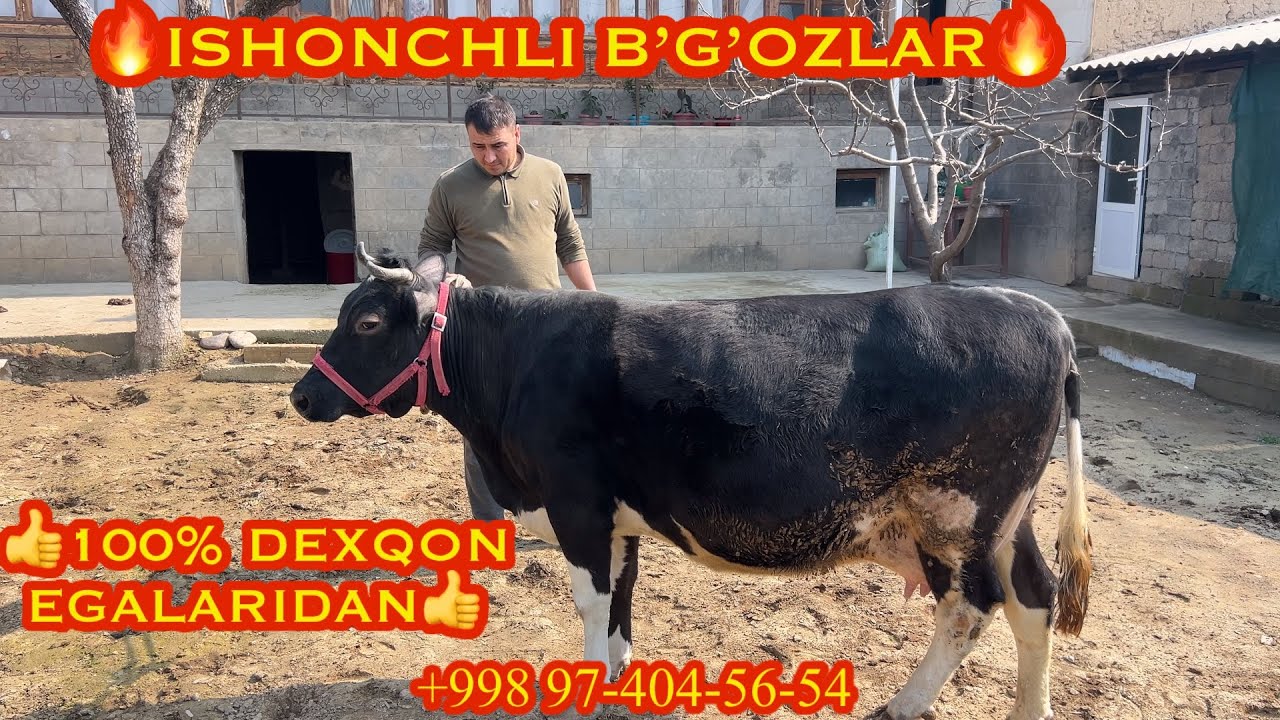 🔥ISHOCHLI BO’G’OZLAR🔥DEXQON EGALARIDAN TOSHKENT +998 97-404-56-54