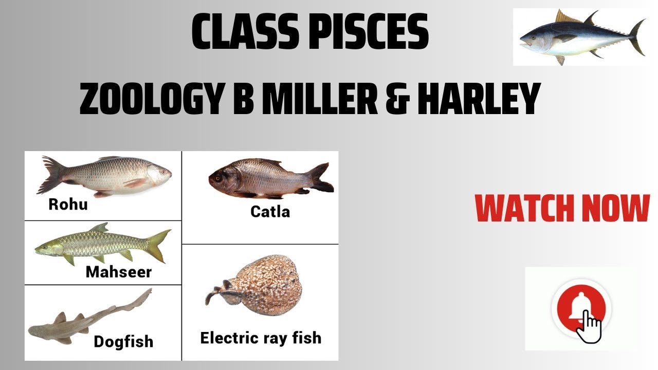 Class Pisces phylum Chordata/Zoology B Miller & Harley/ Invertebrates Diversity