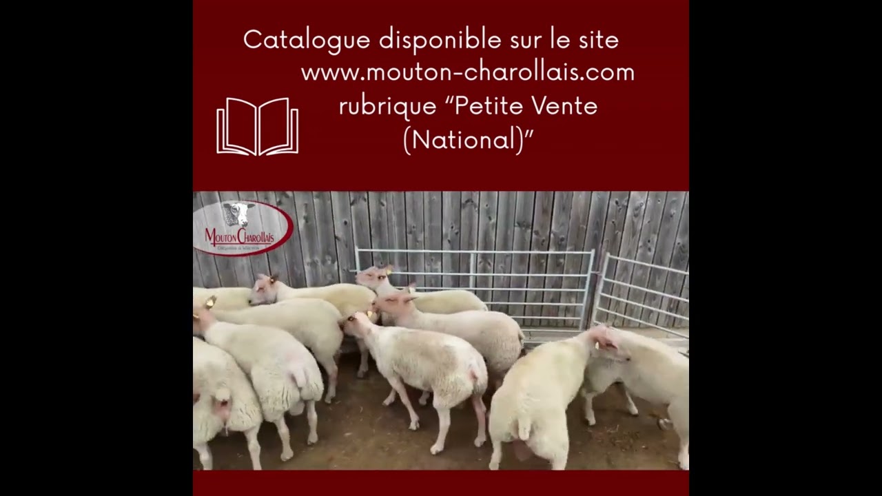 Petite Vente et Vente d'Agnelles Prestige - National 2025
