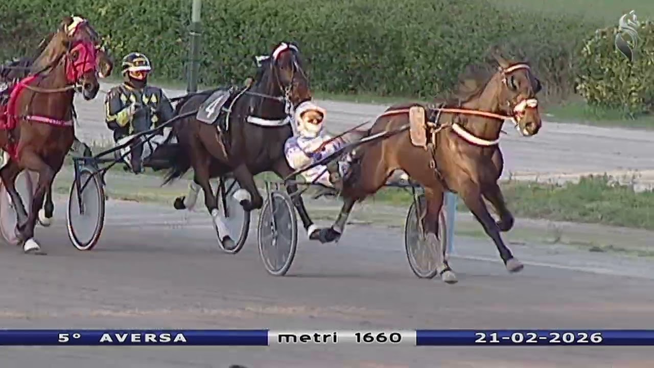 Aversa trotto 21 Febbraio 2026 - 5° Corsa