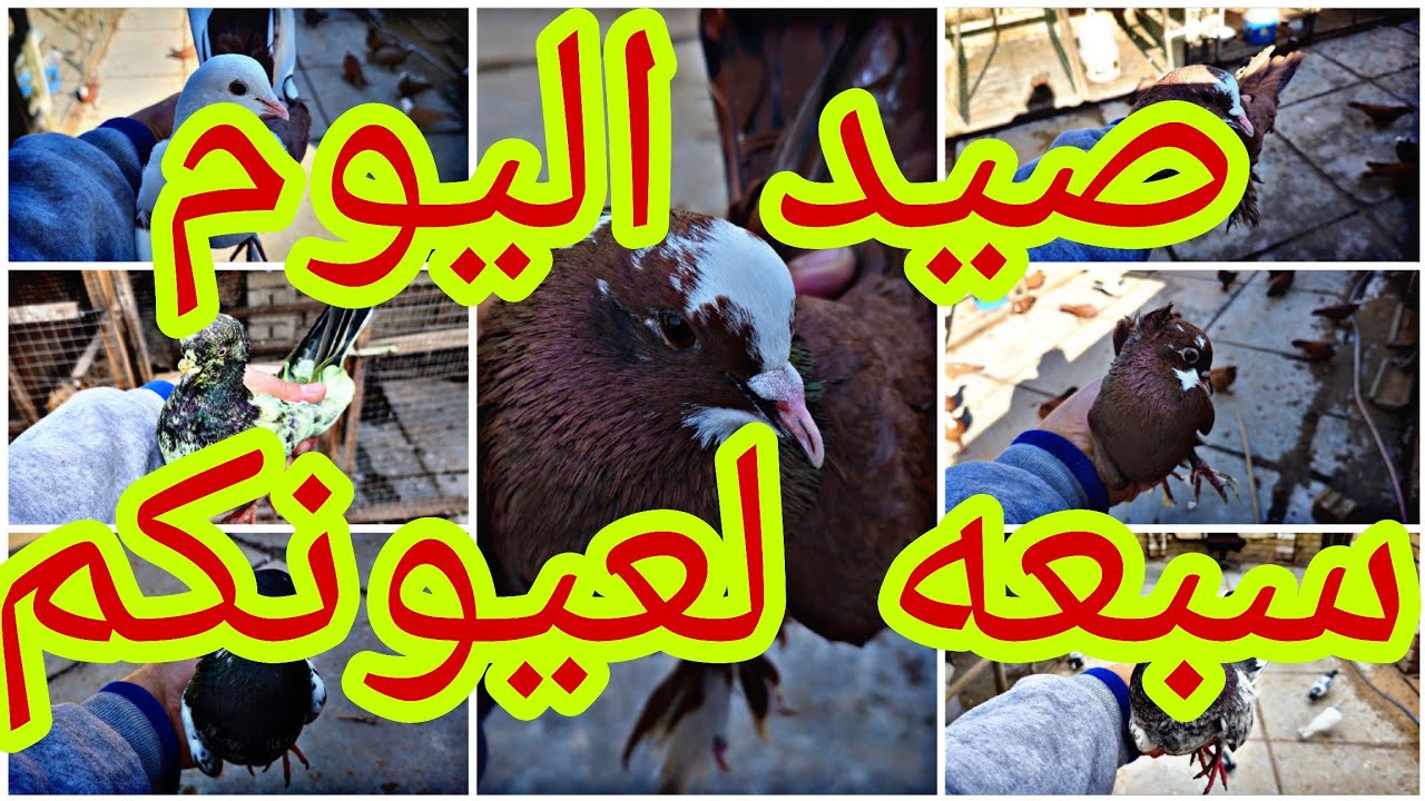 ا🥰حلا  فديوو كله صيد ومخابط غربه حمر وتور🥰🥰صيد خير من الله تونسو🥰شوفو شكد رجع من تور الفكه 😍@