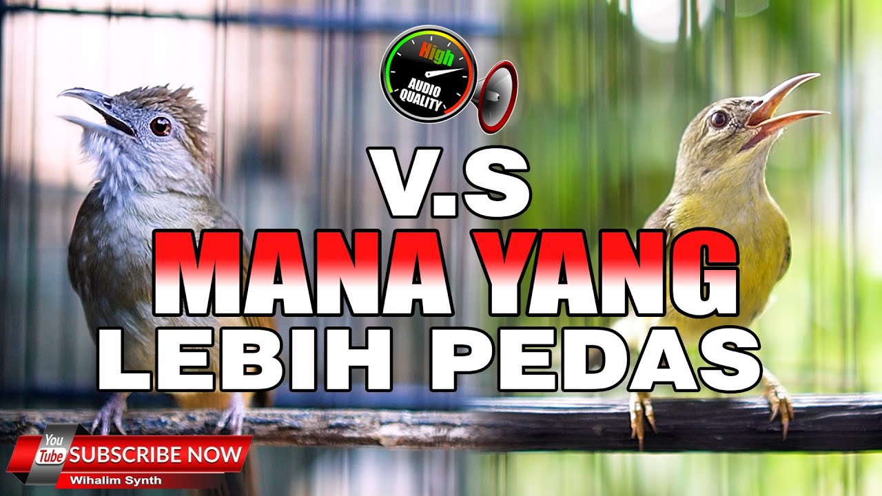 KAPAS TEMBAK GACOR VS KOLIBRI MANGGAR BETINA GACOR FULL NGECRET PEDAS MASTERAN BURUNG PALING DI CARI